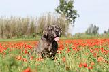 CANE CORSO 002